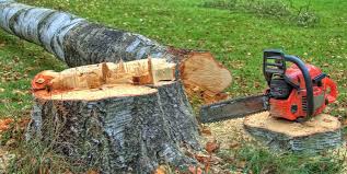 Best Tree Maintenance Programs  in Roma, TX