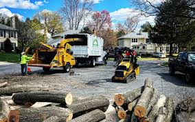 Best Firewood Processing and Delivery  in Roma, TX