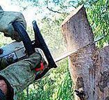 Best Tree Disease Treatment  in Roma, TX
