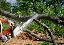 Best Tree Mulching  in Roma, TX
