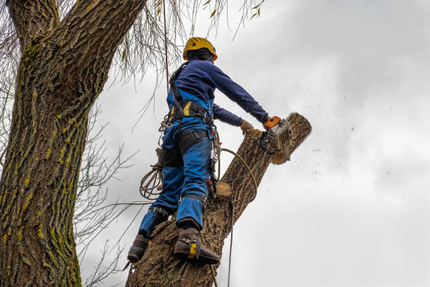 Professional Tree Services in Roma, TX