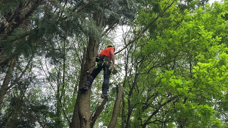 Leaf Removal in Roma, TX