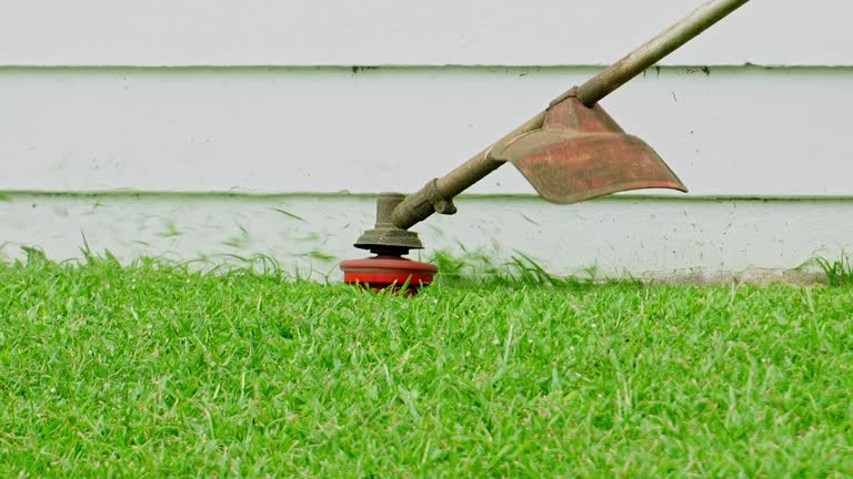 Professional Tree Services in Roma, TX