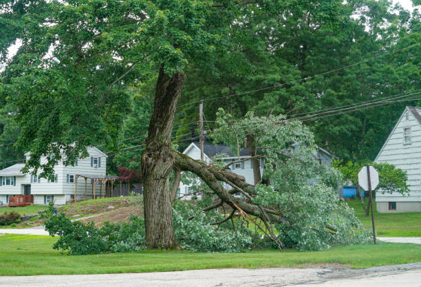 How Our Tree Care Process Works  in  Roma, TX