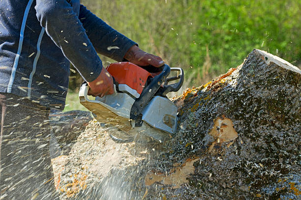 Best Tree Risk Assessment  in Roma, TX