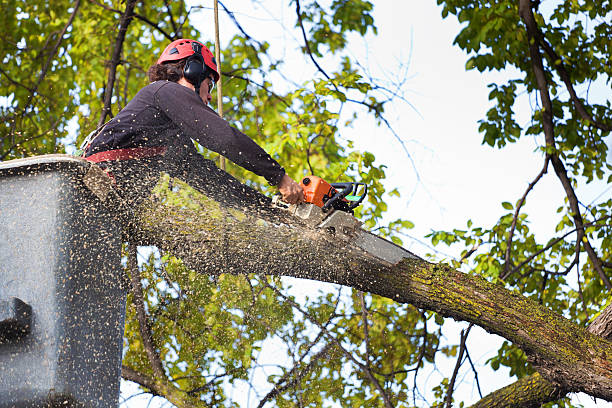 Best Hedge Trimming  in Roma, TX