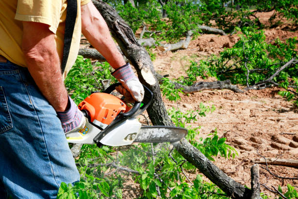 Best Utility Line Clearance  in Roma, TX